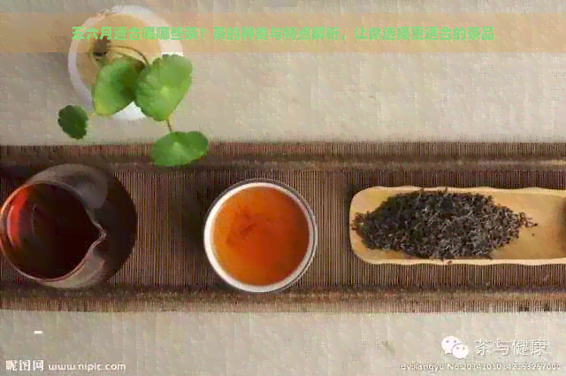 五六月适合喝哪些茶？茶的种类与特点解析，让你选择更适合的茶品