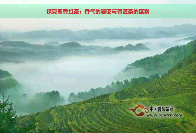 探究蜜香红茶：香气的秘密与普洱茶的区别