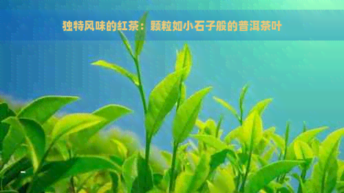 独特风味的红茶：颗粒如小石子般的普洱茶叶