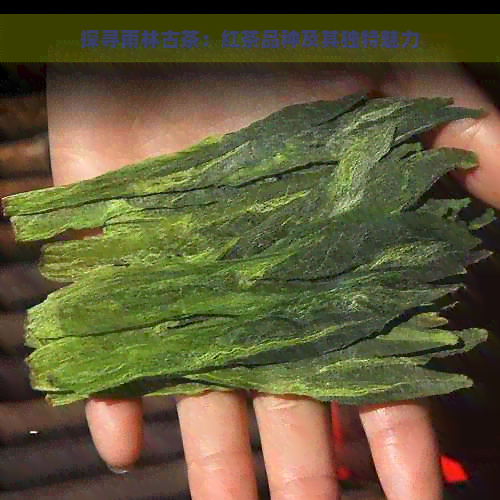 探寻雨林古茶：红茶品种及其独特魅力