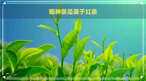 哪种茶是属于红茶