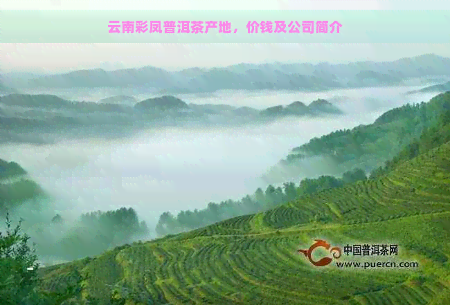 云南彩凤普洱茶产地，价钱及公司简介