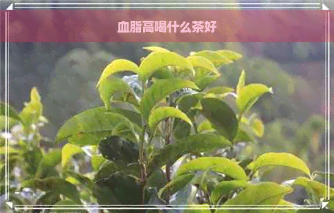 血脂高喝什么茶好