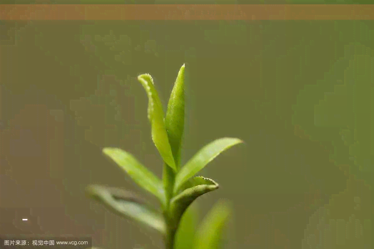 喝茶缓解肠胃不适？哪些茶对肠胃有益？