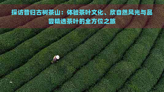 探访昔归古树茶山：体验茶叶文化、欣自然风光与品尝精选茶叶的全方位之旅