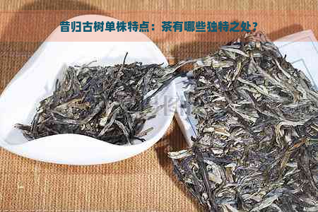 昔归古树单株特点：茶有哪些独特之处？