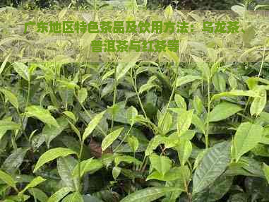 广东地区特色茶品及饮用方法：乌龙茶、普洱茶与红茶等