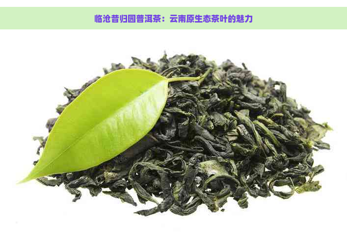 临沧昔归园普洱茶：云南原生态茶叶的魅力