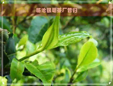 临沧银毫茶厂昔归