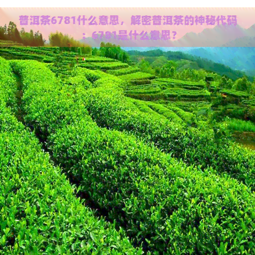 普洱茶6781什么意思，解密普洱茶的神秘代码：6781是什么意思？