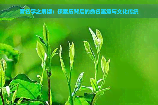 昔名字之解读：探索历背后的命名寓意与文化传统