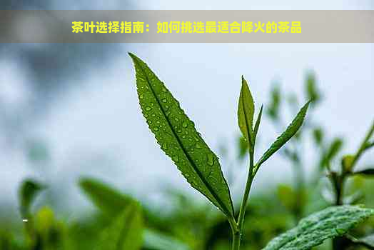 茶叶选择指南：如何挑选最适合降火的茶品