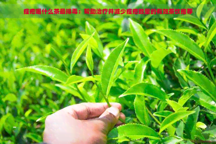 痤疮喝什么茶最排：帮助治疗并减少痤疮数量的有效茶饮推荐