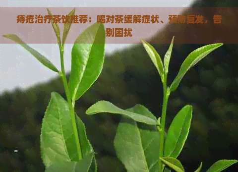 痔疮治疗茶饮推荐：喝对茶缓解症状、预防复发，告别困扰