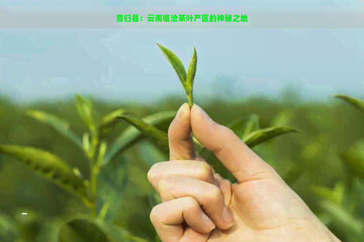 昔归县：云南临沧茶叶产区的神秘之地