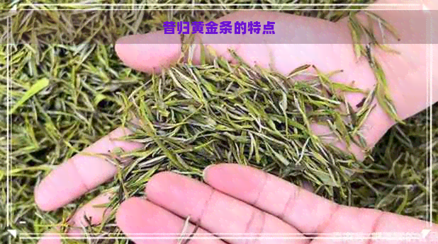 昔归黄金条的特点