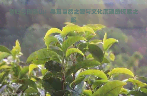 昔归古树茶山：寻觅自然之源与文化底蕴的探索之旅