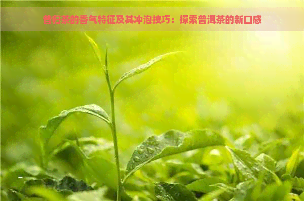 昔归茶的香气特征及其冲泡技巧：探索普洱茶的新口感