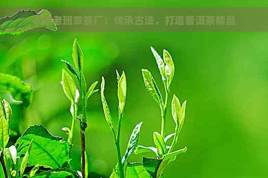 云南老班章茶厂：传承古法，打造普洱茶精品