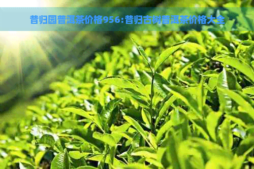 昔归园普洱茶价格956:昔归古树普洱茶价格大全