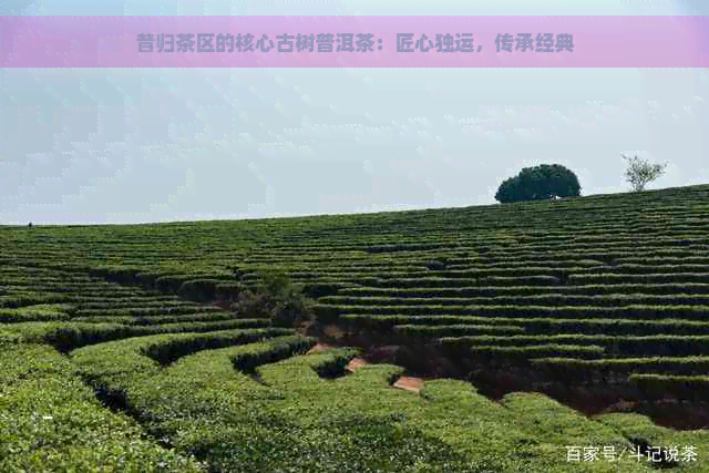 昔归茶区的核心古树普洱茶：匠心独运，传承经典