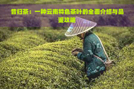 昔归茶：一种云南特色茶叶的全面介绍与品鉴攻略