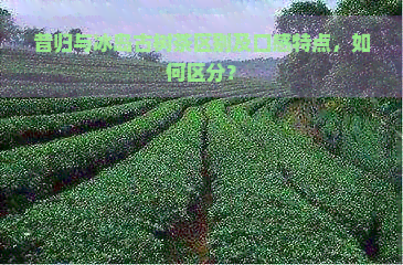 昔归与冰岛古树茶区别及口感特点，如何区分？