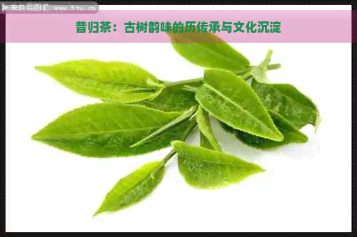 昔归茶：古树韵味的历传承与文化沉淀