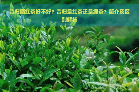 昔归晒红茶好不好？昔归是红茶还是绿茶？简介及区别解析