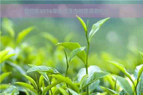 昔归茶2016年价格及古树普洱茶特点分析