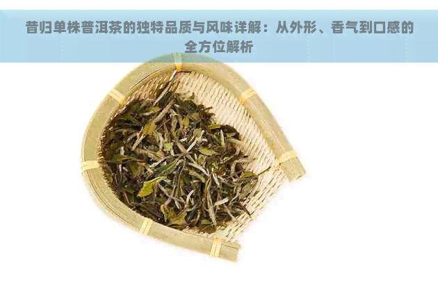 昔归单株普洱茶的独特品质与风味详解：从外形、香气到口感的全方位解析