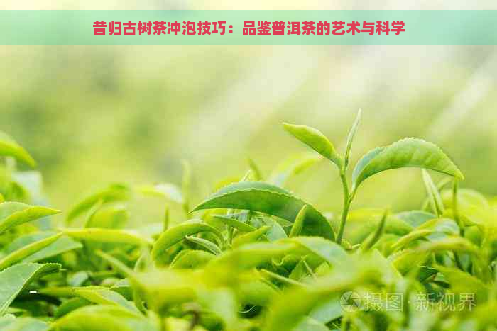 昔归古树茶冲泡技巧：品鉴普洱茶的艺术与科学