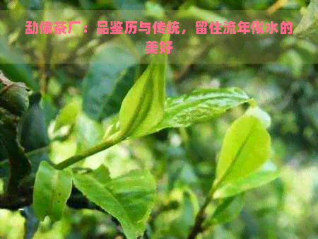 勐傣茶厂：品鉴历与传统，留住流年似水的美好