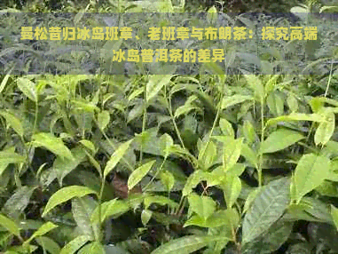 曼松昔归冰岛班章、老班章与布朗茶：探究高端冰岛普洱茶的差异