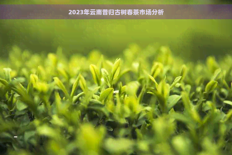 2023年云南昔归古树春茶市场分析