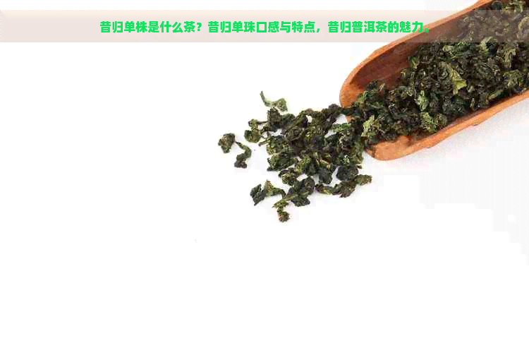 昔归单株是什么茶？昔归单珠口感与特点，昔归普洱茶的魅力。