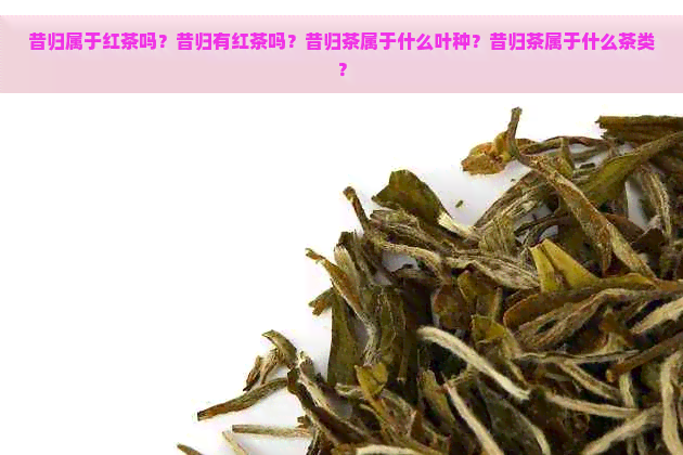 昔归属于红茶吗？昔归有红茶吗？昔归茶属于什么叶种？昔归茶属于什么茶类？