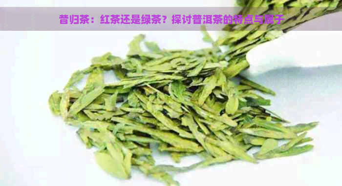 昔归茶：红茶还是绿茶？探讨普洱茶的特点与属于