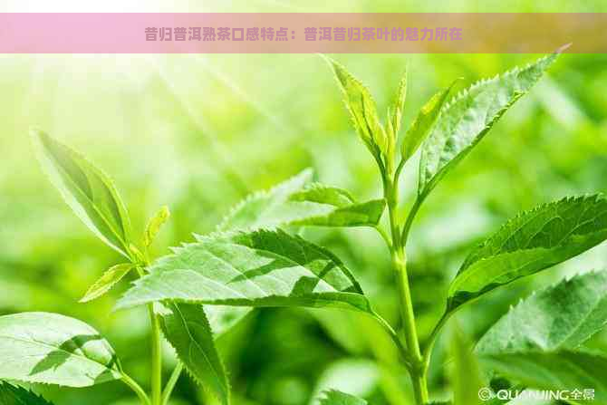 昔归普洱熟茶口感特点：普洱昔归茶叶的魅力所在