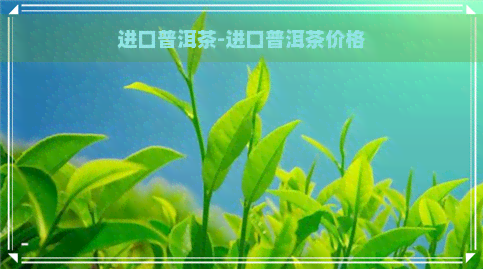 进口普洱茶-进口普洱茶价格