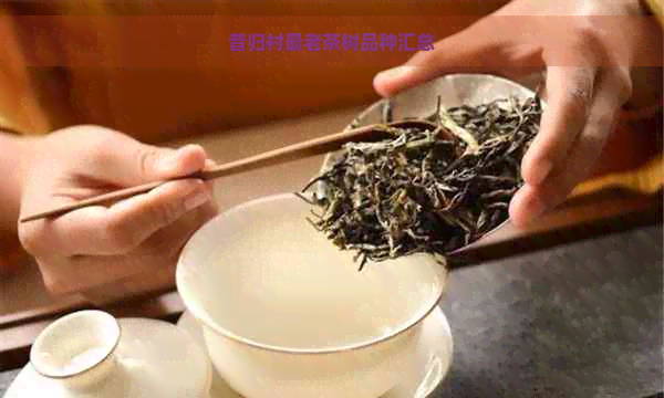 昔归村最老茶树品种汇总