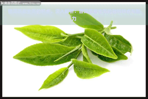 普洱茶老生茶的特点，深入解析：普洱茶老生茶的独特特点与魅力