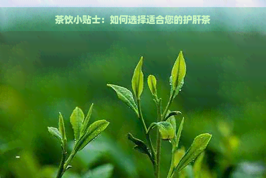 茶饮小贴士：如何选择适合您的护肝茶