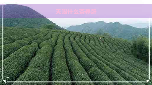 天喝什么茶养肝