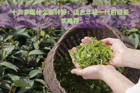 十六岁喝什么茶叶好：适合年轻一代的健茶饮推荐