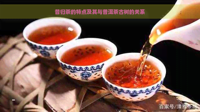 昔归茶的特点及其与普洱茶古树的关系