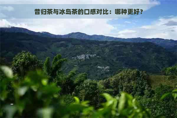 昔归茶与冰岛茶的口感对比：哪种更好？