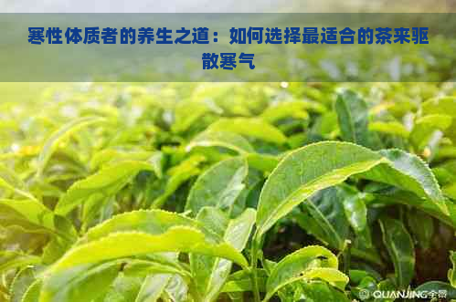 寒性体质者的养生之道：如何选择最适合的茶来驱散寒气