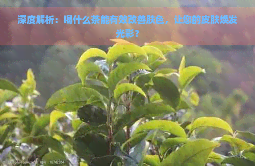 深度解析：喝什么茶能有效改善肤色，让您的皮肤焕发光彩？