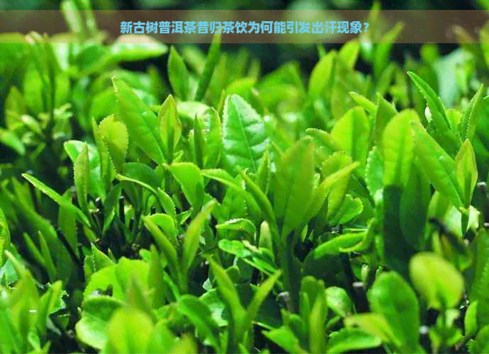 新古树普洱茶昔归茶饮为何能引发出汗现象？